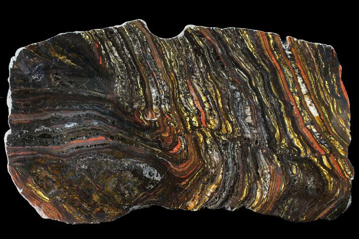 Polished Tiger Iron Stromatolite - ( Billion Years) #95911